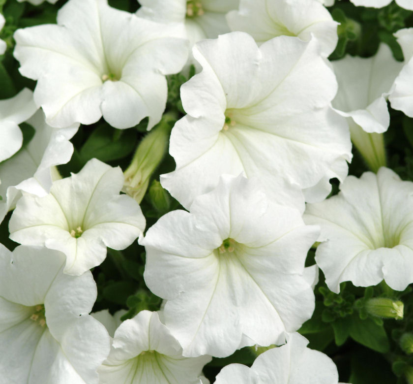 Easy Wave® White Wave Petunia Natorp's Online Plant Store